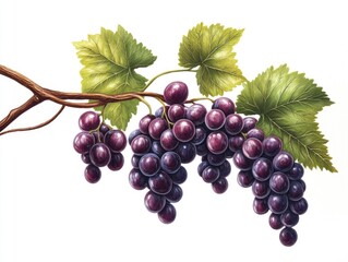 Fototapeta premium Grapes on vine