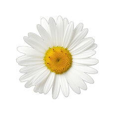 oxeye flower isolated on transparent background © shahzaib