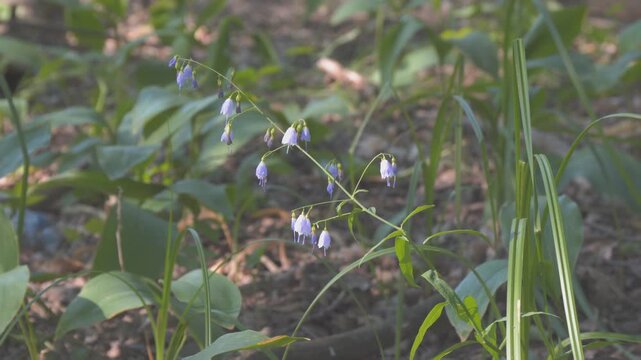Flowers of the forest blue Harebell swaying in the wind. Campanula rotundifolia