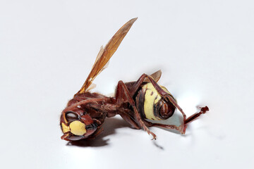 Dead european hornet lying on its back on white background