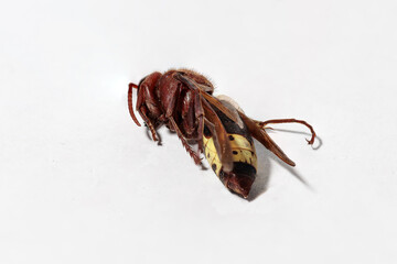 Dead hornet lying on its back on white background