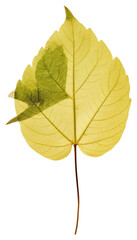 Fototapeta premium PNG Pressed a green lemon leaf plant tree sycamore.