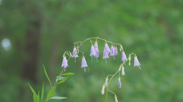 Flowers of the forest blue Harebell swaying in the wind. Campanula rotundifolia