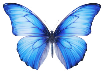 Obraz premium PNG Butterfly animal insect invertebrate.