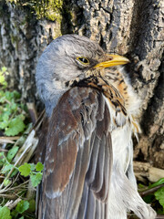 Close-up portrait of a bird, Fieldfare Thrush. Birds of the Fauna of Europe. Photography in the park in summer
