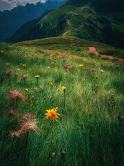 Vertical photo vertical photo of an alpine meadow full of colorful flowers