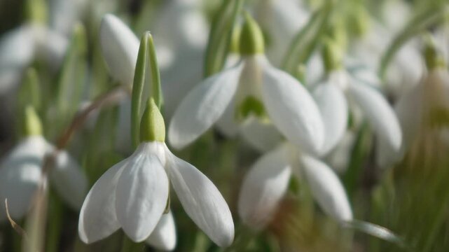 Snowdrops, flower, spring. White snowdrops bloom in garden, early spring, signaling end of winter.