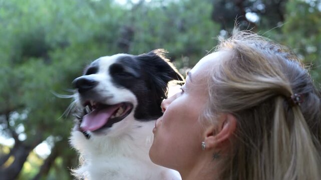 A Border Collie is lying on the grass