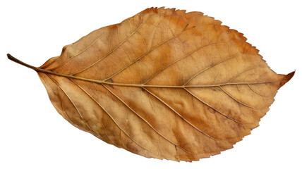 Autumn dry leaf PNG