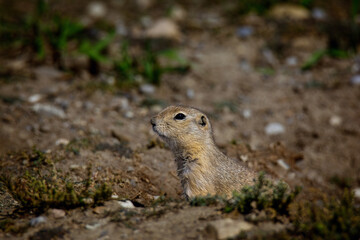 daurian ground squirrel