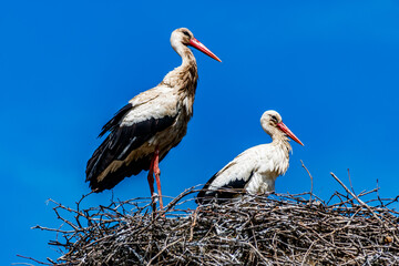 Storks in the nest