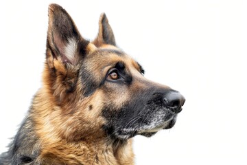 Portr&auml;t von einem Sch&auml;ferhund, seitliches Profil 