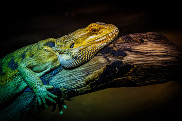 Chameleon