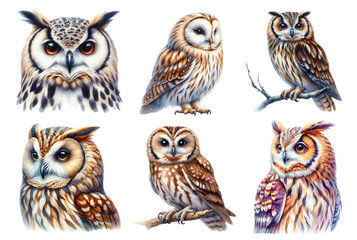 Realistic Watercolor Owl Illustrations.