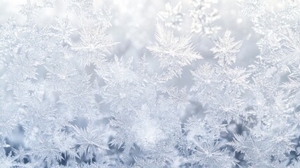 Fototapeta premium Delicate Ice Crystals on a Window Pane.