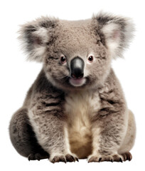 PNG A koala wildlife mammal animal.