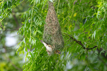 Baya Weaver in the nest. The Baya weaver (Ploceus philippinus) is a weaverbird best known for the elaborately woven nests constructed by the males.