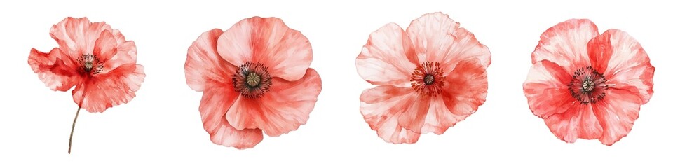 Beautiful watercolor poppy flowers showcasing delicate petals and vibrant colors, perfect for floral designs and artistic compositions.