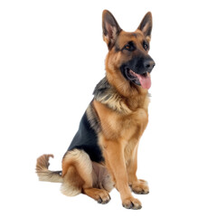 Beautiful German Shepherd Sitting Isolated On Transparent Background