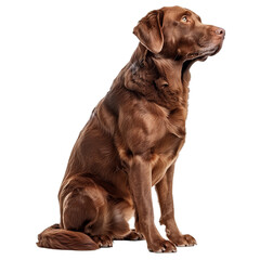 Sitting Chesapeake Bay Retriever Dog on Transparent Background