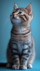 Obraz premium A cute tabby kitten sits on a blue background, looking up with big, curious eyes.
