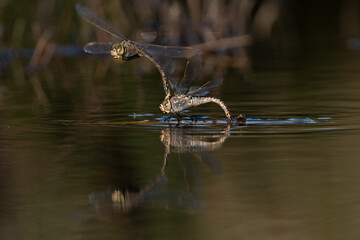 Two Dragonflies joined together while the female deposits eggs in the water