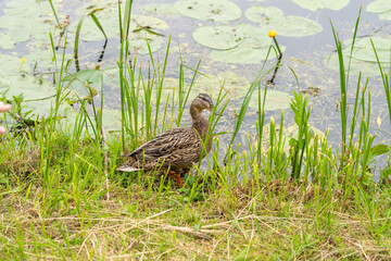 Mother duck and duckling swimming among lily pads on calm water, natural habitat, green leaves floating