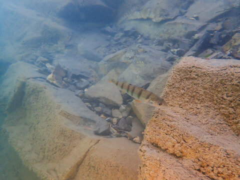 Small Fish in a lake in Switzerland