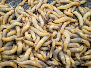 Rapid invasion of the slug Ariolimacidae.