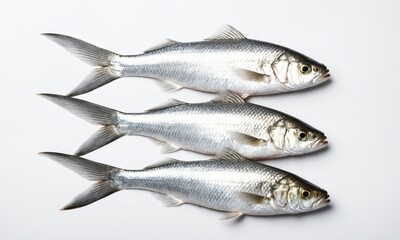 Obraz premium Three raw fish on white background
