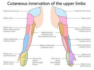 upper limbs showing the cutaneous nerve innervation, with labels for specific nerves and regions diagram hand drawn schematic raster illustration. Medical science educational illustration
