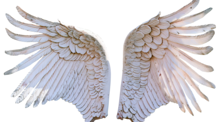 Angel devil wings isolated on transparent background, PNG