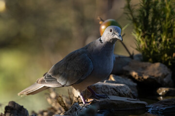 Eurasian collared dove (Streptopelia decaocto).