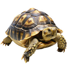 Obraz premium A turtle looking at the camera on transparent background