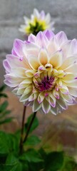Obraz premium flor, rosa, naturaleza, dahlia, retrato, morada, huerta, beldad, flora, florecer, macro, flor, florecer, blanco, verano, chrysanthemum, pétalo, aislada, hermoso, floral, primavera.