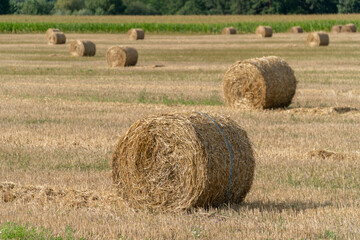 Strapped hay compressed  in  the cylindrical bale in a farm field.