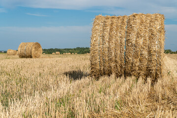 Fototapeta premium Strapped hay compressed in the cylindrical bale in a farm field.