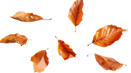 Obraz premium Dry leaves lying isolated on transparent background, PNG