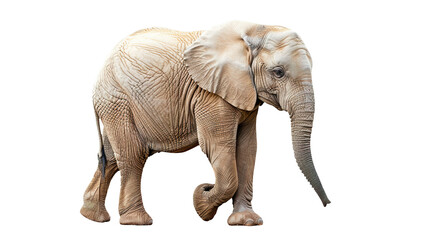 Elephant isolated on transparent background, PNG