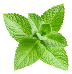Mint leaves isolated on white background. Mint leaf clipping path