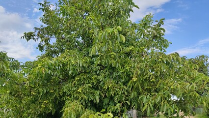 Growing walnuts on a tree close up