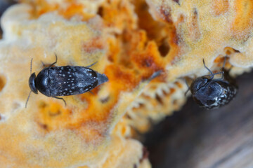 Beetle Curtimorda maculosa while laying eggs for the fungus rusty gilled polypore Gloeophyllum...