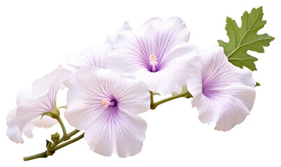 Fototapeta premium PNG Hibiscus blossom flower petal.