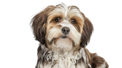 Havanese dog isolated on transparent background, PNG