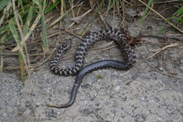 Fototapeta premium Serpent