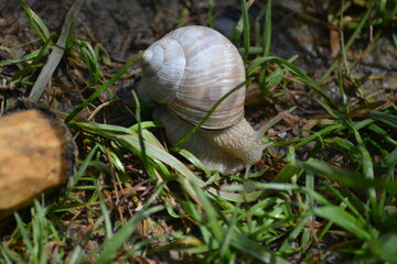 Escargot