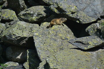 Marmotte sauvage sur un rocher