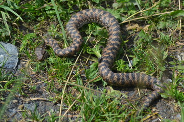 Serpent