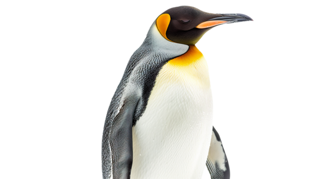 Penguin bird isolated on transparent background, PNG