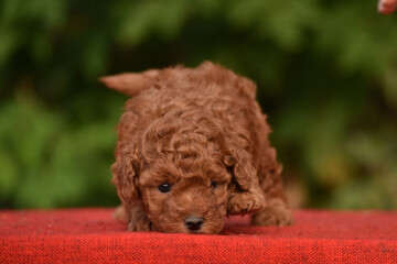 Small red brown toy poodle puppy. Spring background in a green garden.